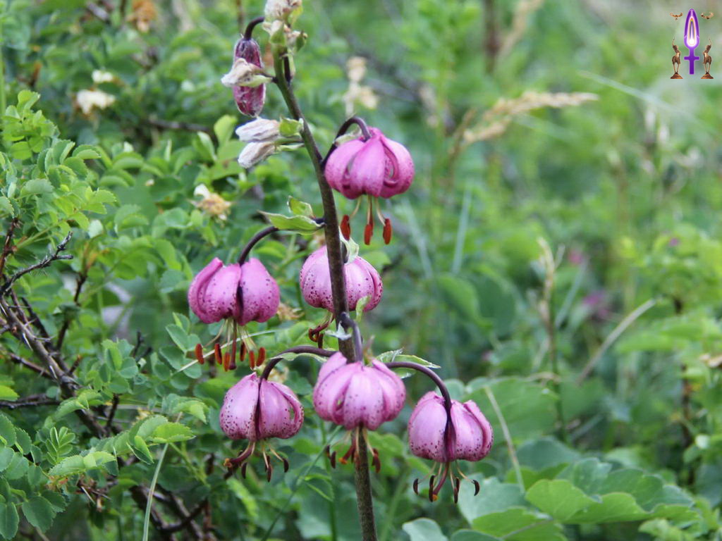 Croix de Lumière, Photo de la Série P No 65 