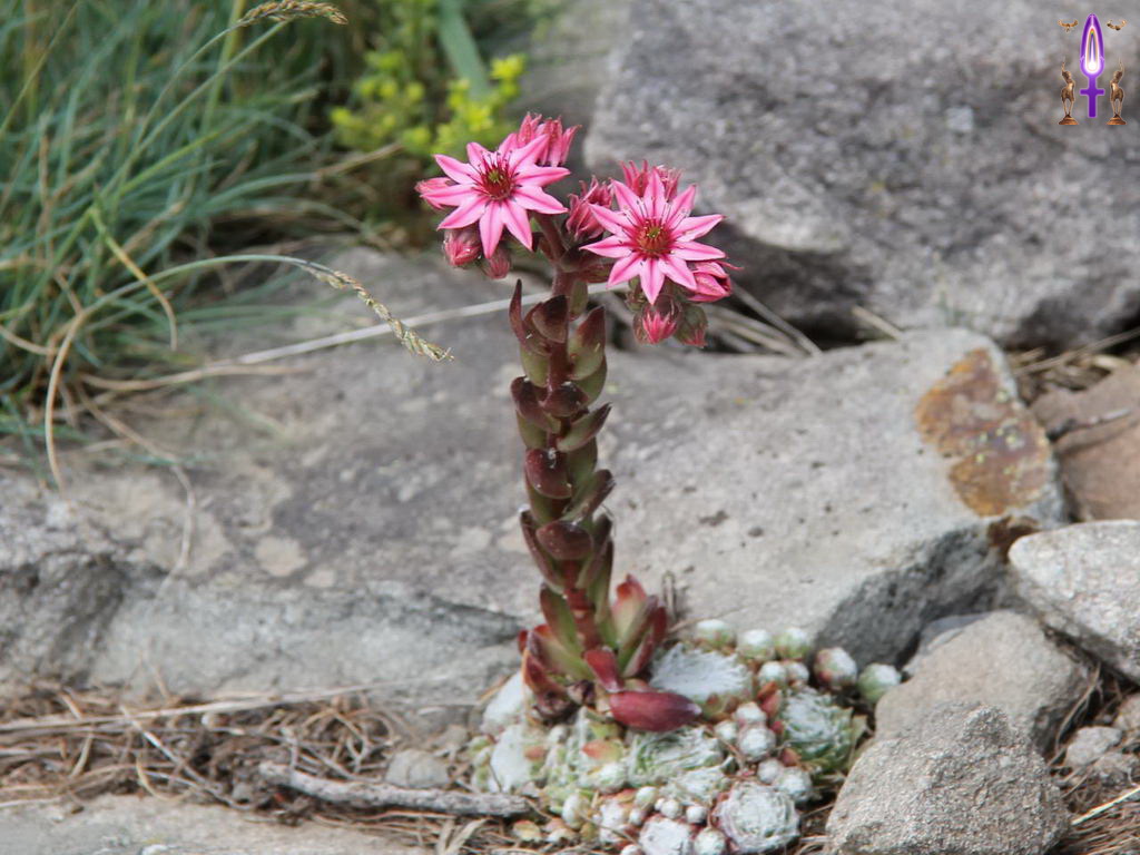 Croix de Lumière, Photo de la Série P No 67 
