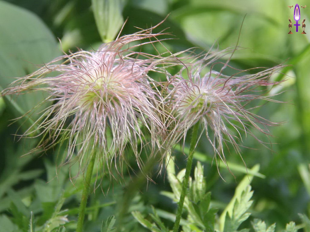 Croix de Lumière, Photo de la Série P No 69 