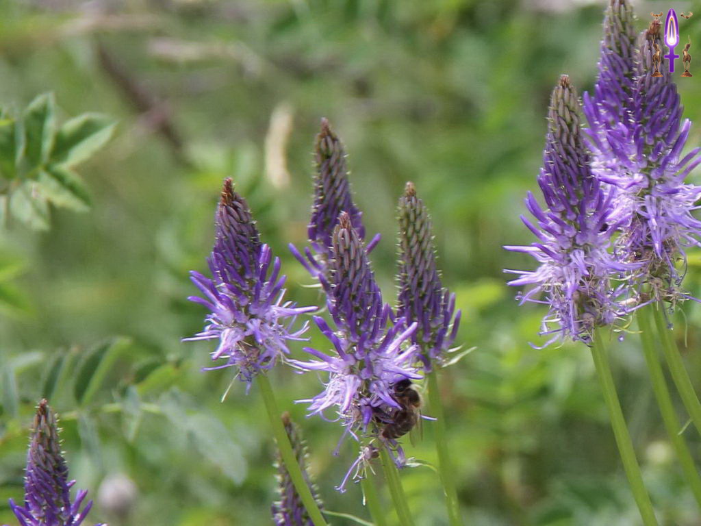 Croix de Lumière, Photo de la Série P No 78 