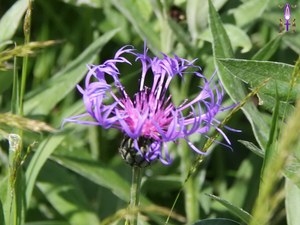 Croix de Lumière, Photo de la Série P No 79 