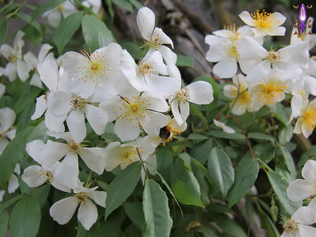 Croix de Lumière, Photo de la Série P No 81 