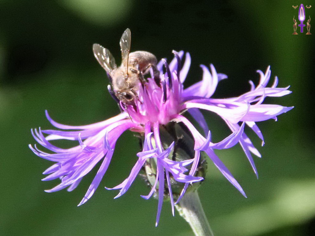 Croix de Lumière, Photo de la Série P No 82 