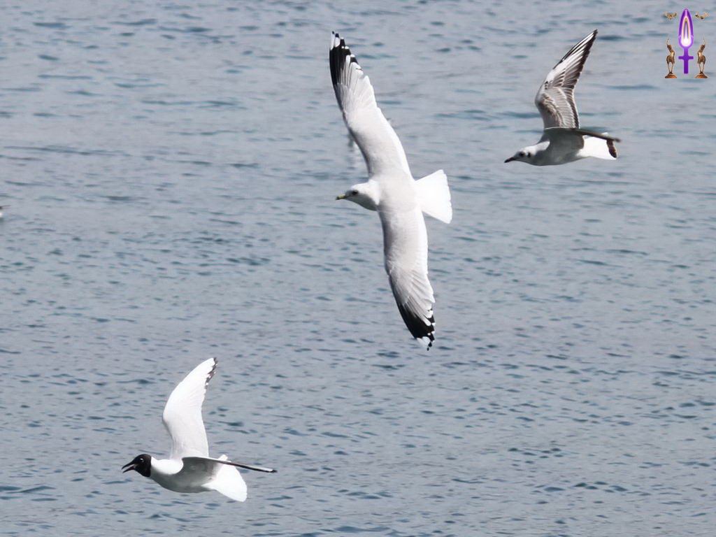 Croix de Lumière, Photo de la Série P No 86 