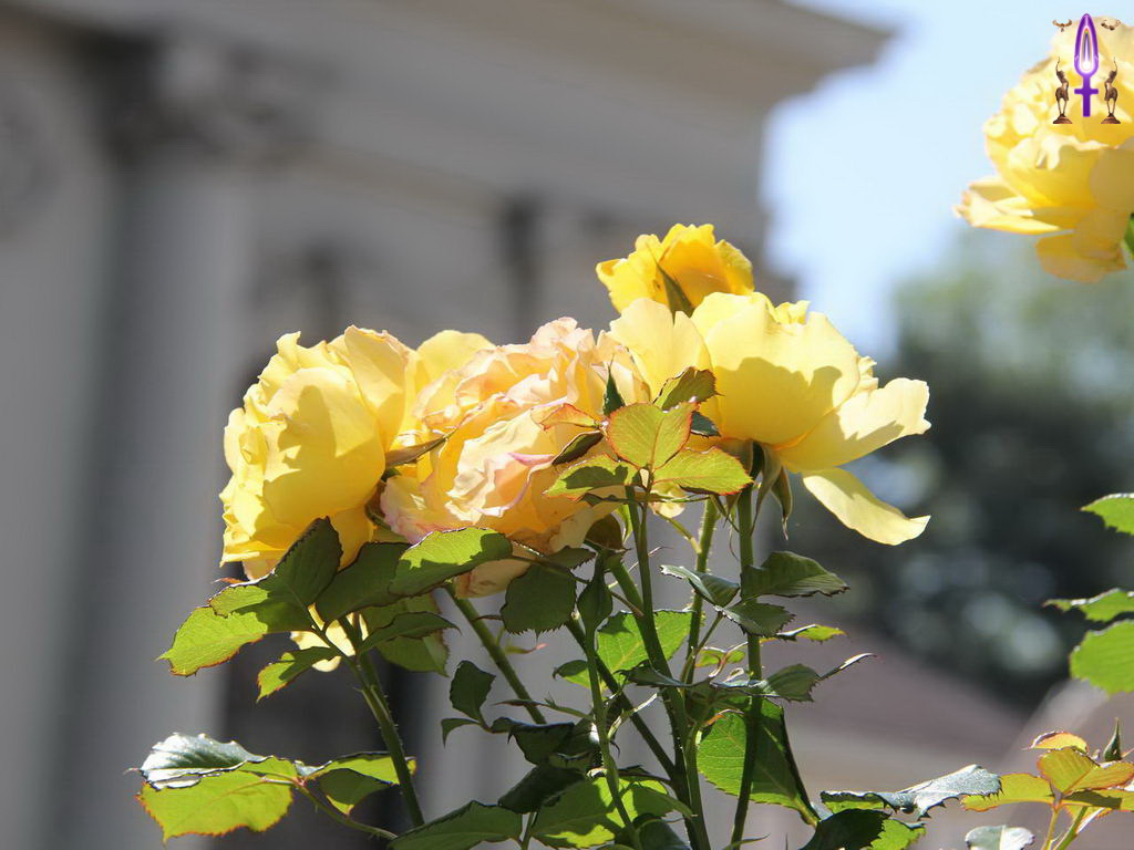 Croix de Lumière, Photo de la Série P No 87 