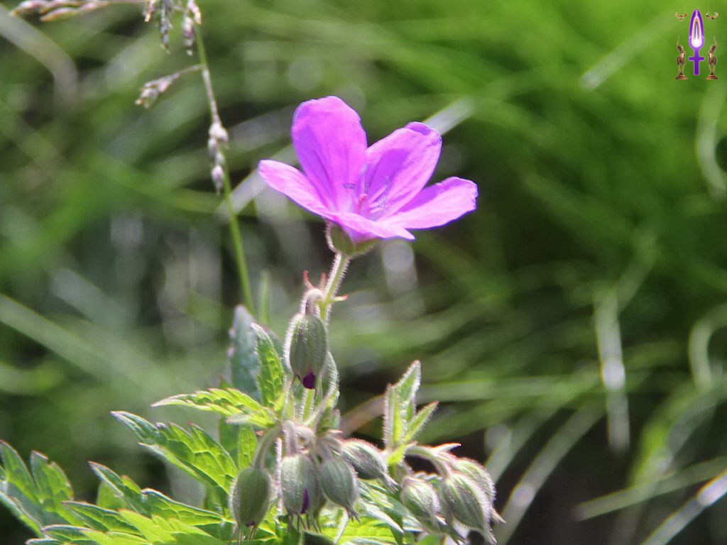 Croix de Lumière, Photo de la Série P No 89 