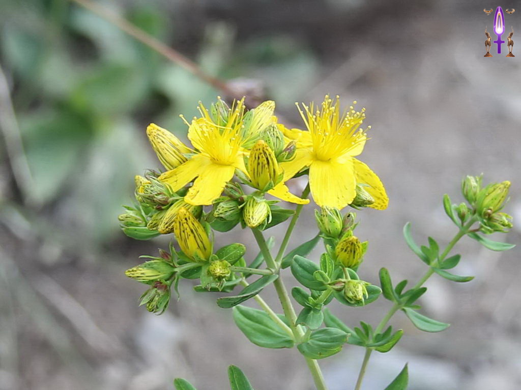 Croix de Lumière, Photo de la Série P No 090 