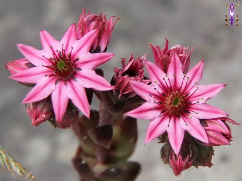 Croix de Lumière, Photo de la Série P No 93 