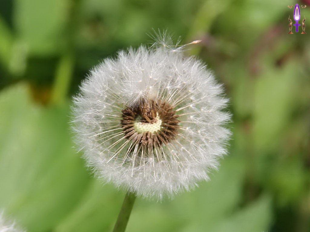 Cliquez sur la Photo pour quitter le Diaporama et Ouvrir la Photo correspondante...