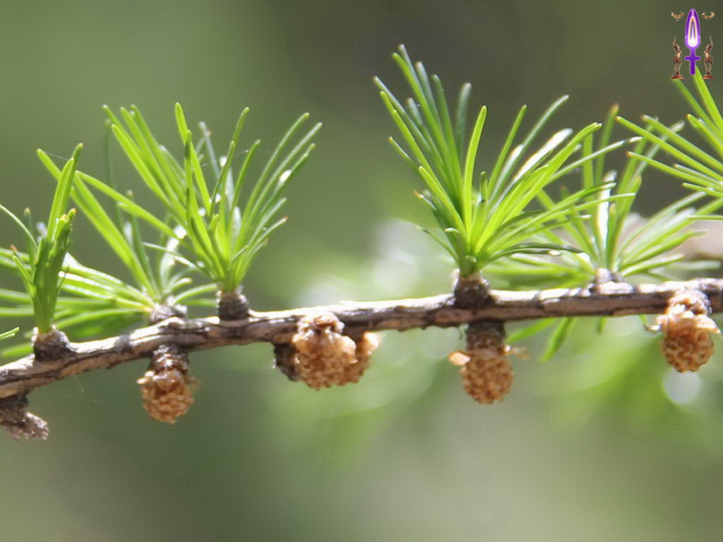 Croix de Lumière, Photo de la Série P No 95 