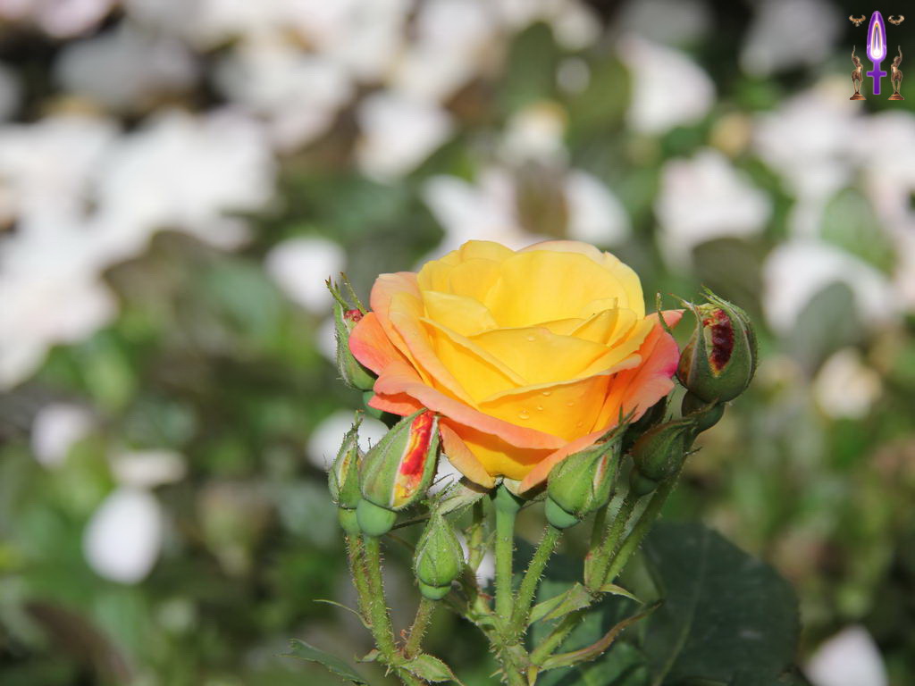 Croix de Lumière, Photo de la Série P No 96 