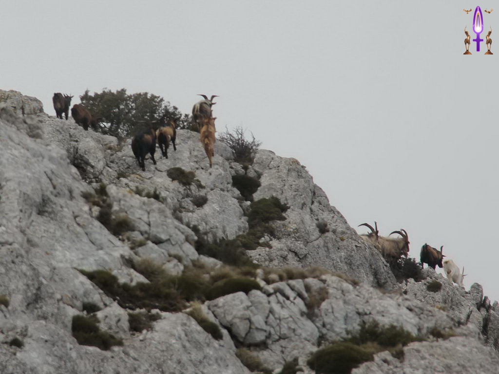 Croix de Lumière, Photo de la Série P No 97 