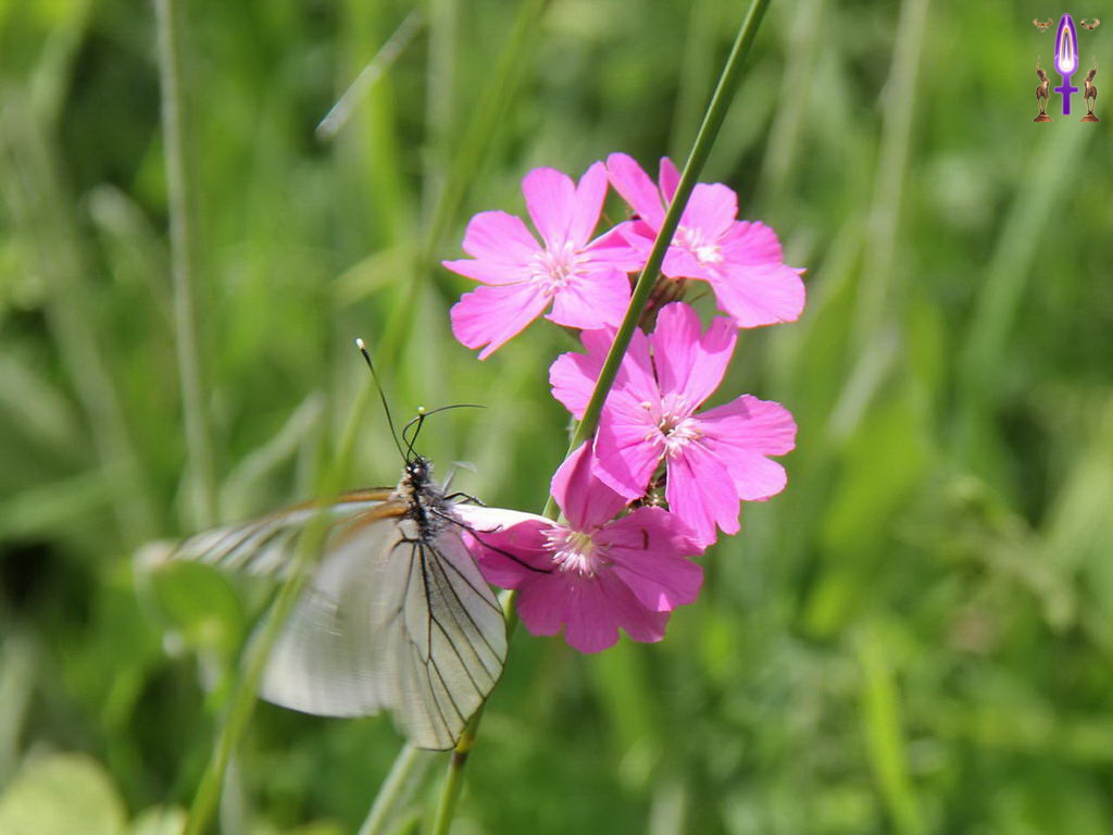 Croix de Lumière, Photo de la Série P No 98 