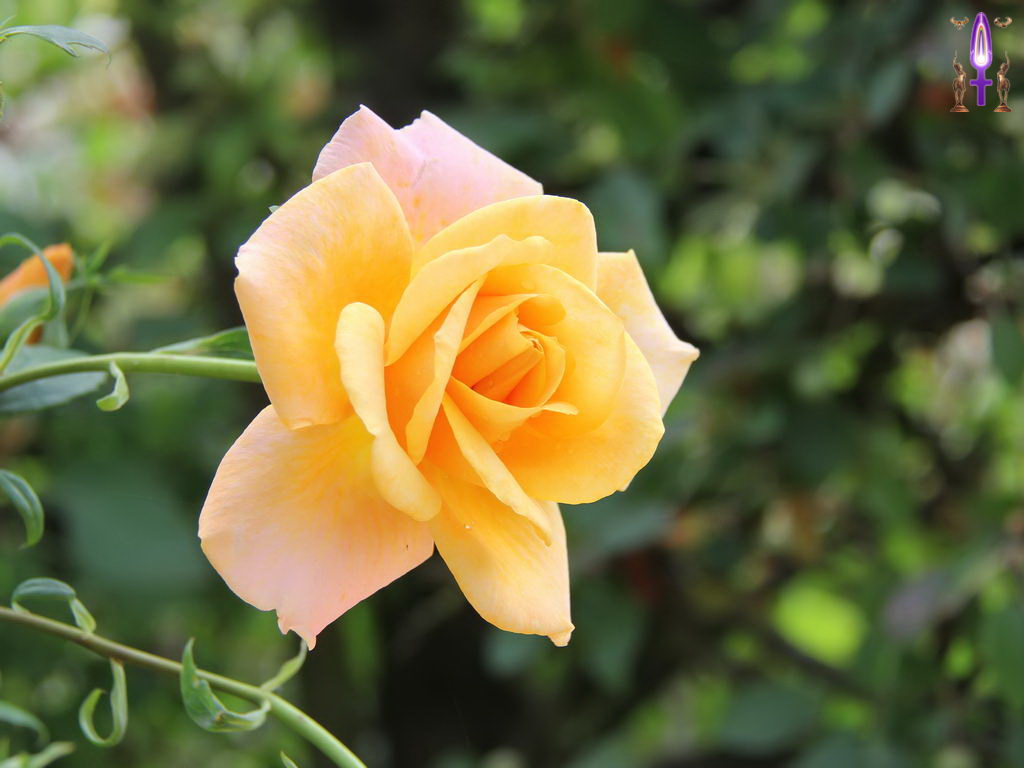 Croix de Lumière, Photo de la Série P No 100 