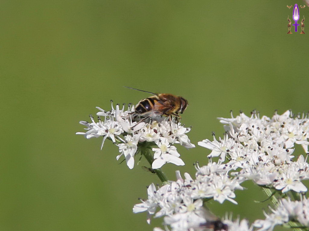 Croix de Lumière, Photo de la Série P No 103 