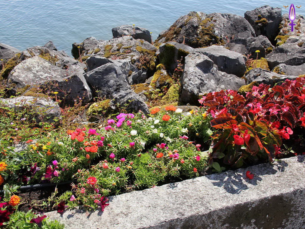 Croix de Lumière, Photo de la Série Q No 010 