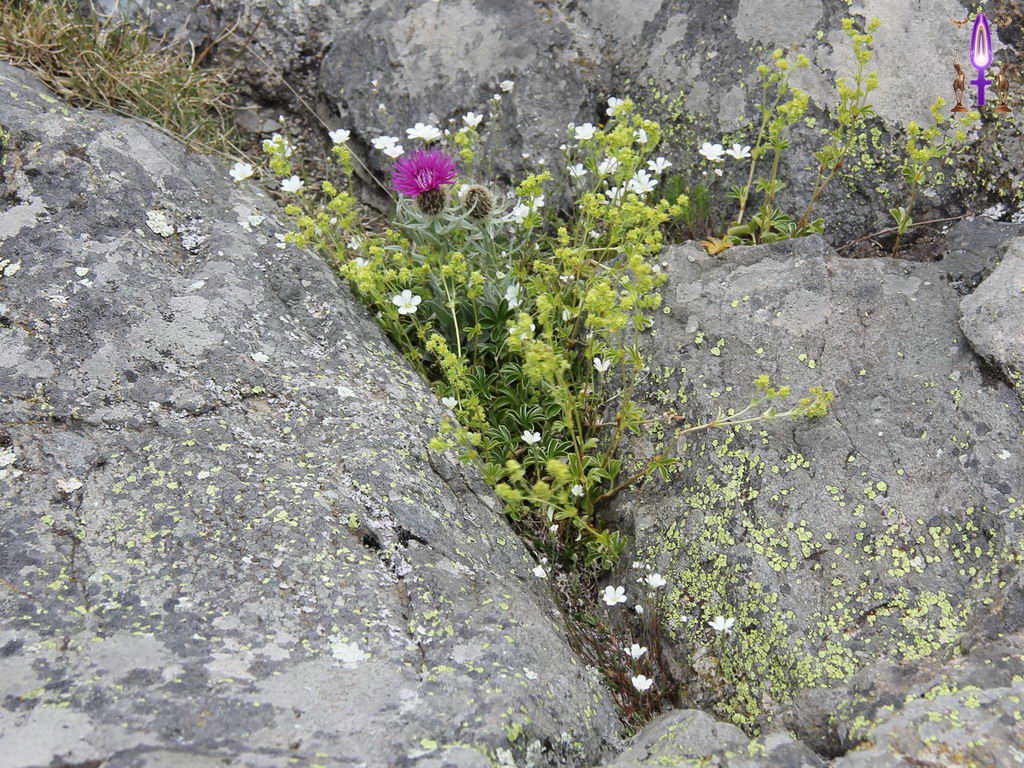 Croix de Lumière, Photo de la Série Q No 15 