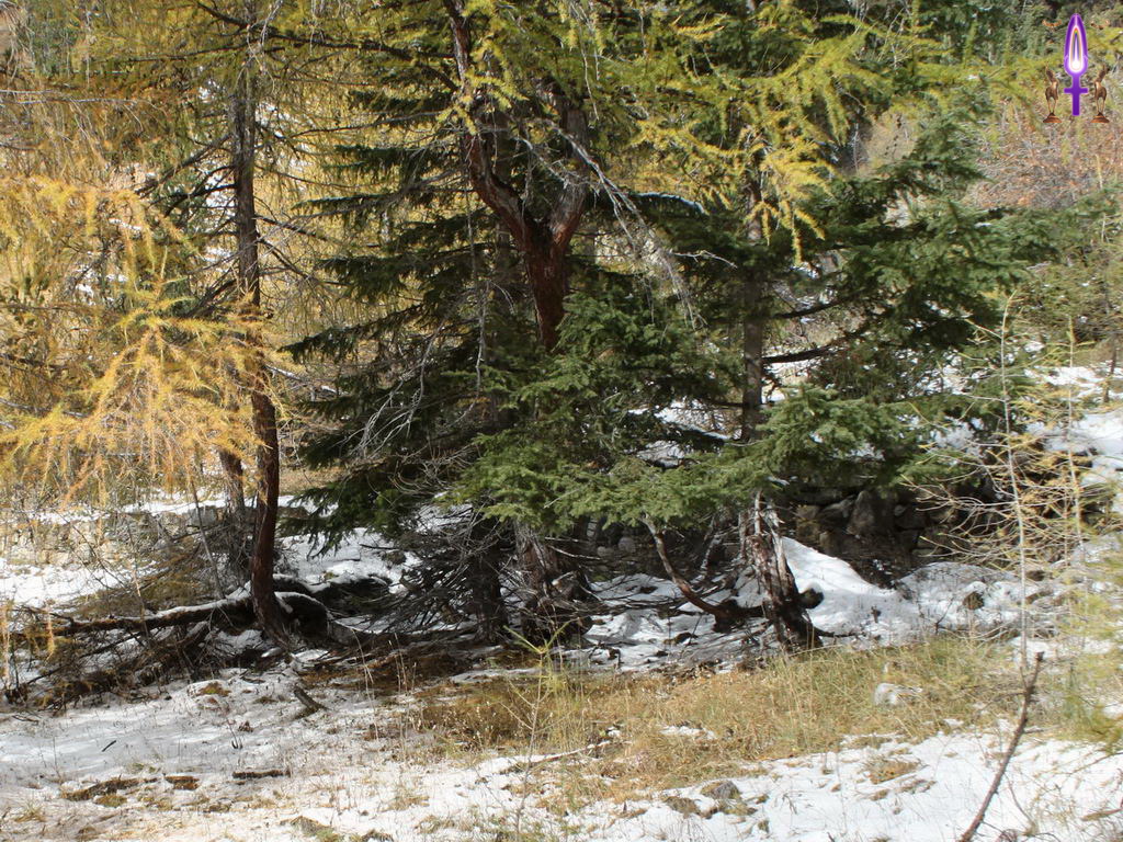 Croix de Lumière, Photo de la Série Q No 17 
