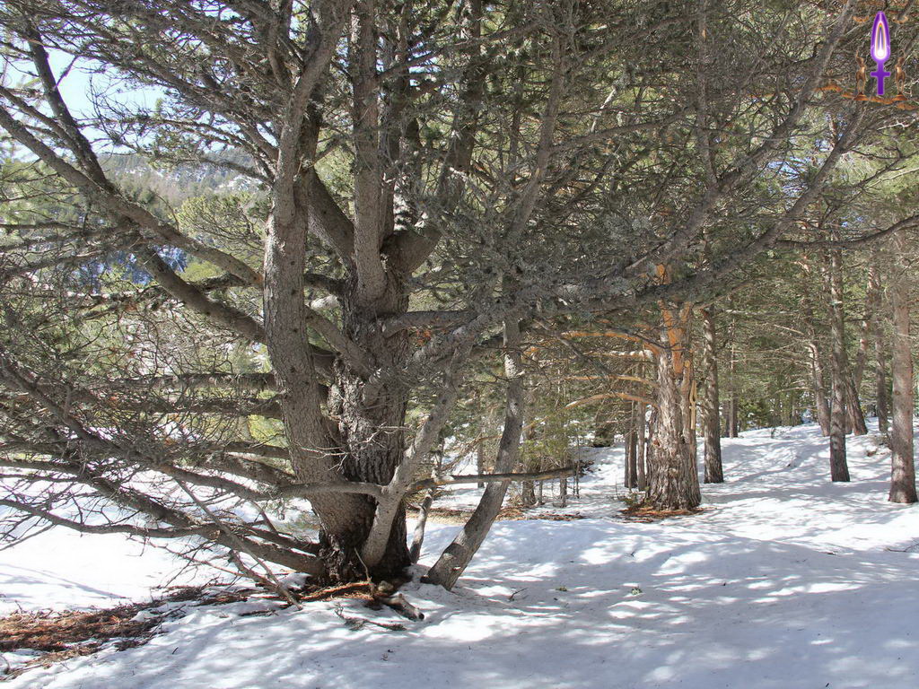 Croix de Lumière, Photo de la Série Q No 22 