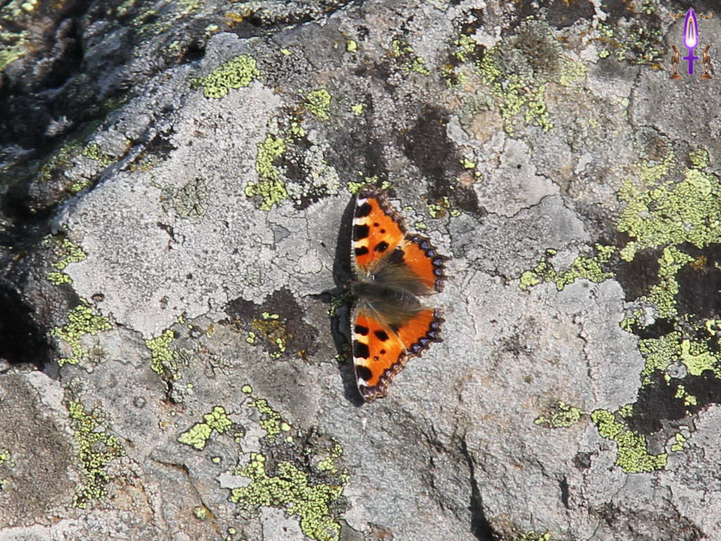 Croix de Lumière, Photo de la Série Q No 44 