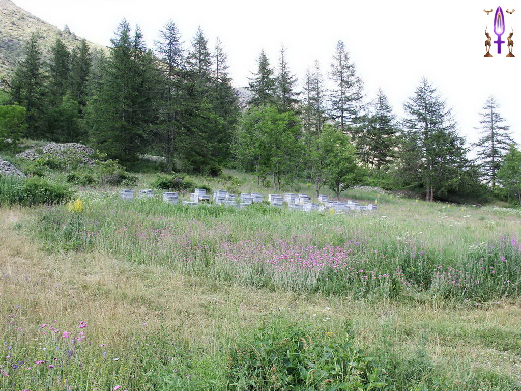 Croix de Lumière, Photo de la Série Q No 47 