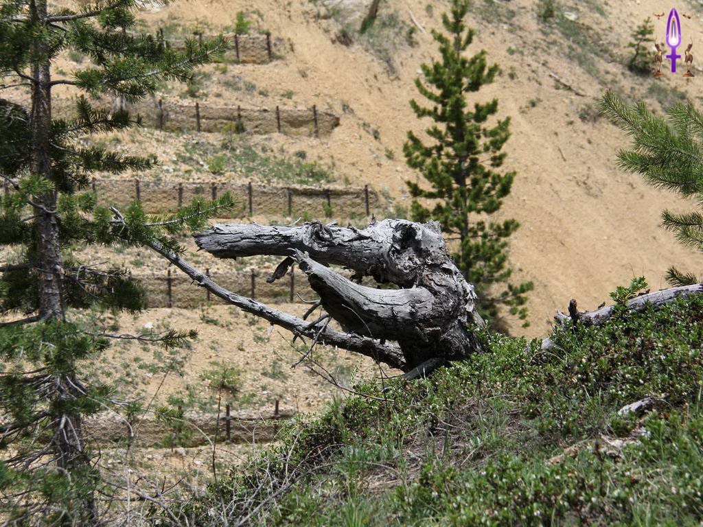 Croix de Lumière, Photo de la Série Q No 50 