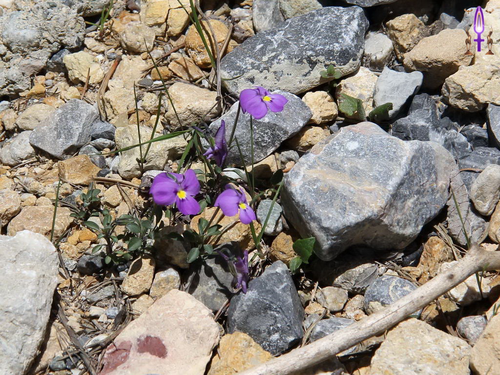 Croix de Lumière, Photo de la Série Q No 52 