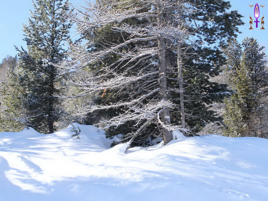 Croix de Lumière, Photo de la Série Q No 54 