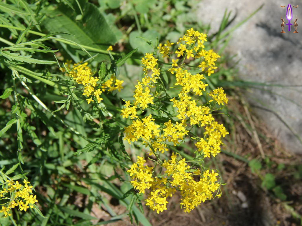 Croix de Lumière, Photo de la Série Q No 66 