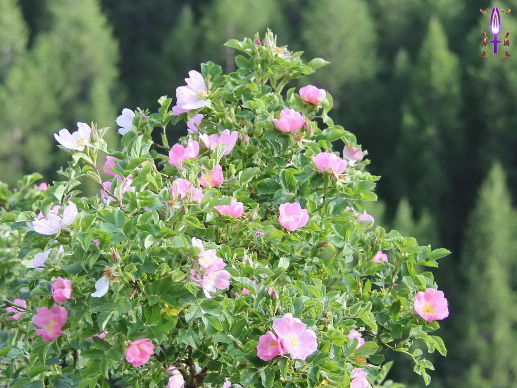 Croix de Lumière, Photo de la Série Q No 71 
