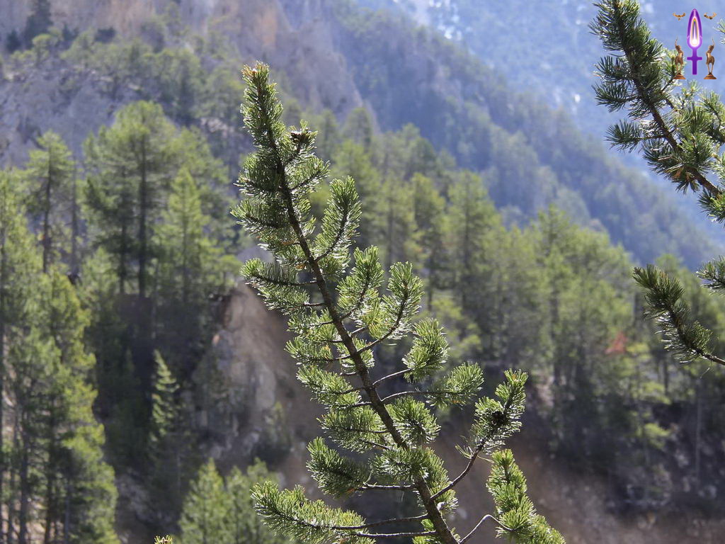 Croix de Lumière, Photo de la Série Q No 77 