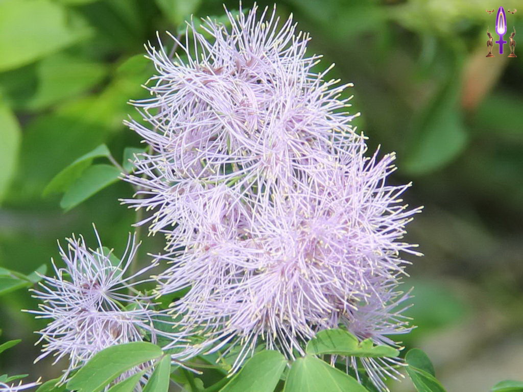 Croix de Lumière, Photo de la Série Q No 87 