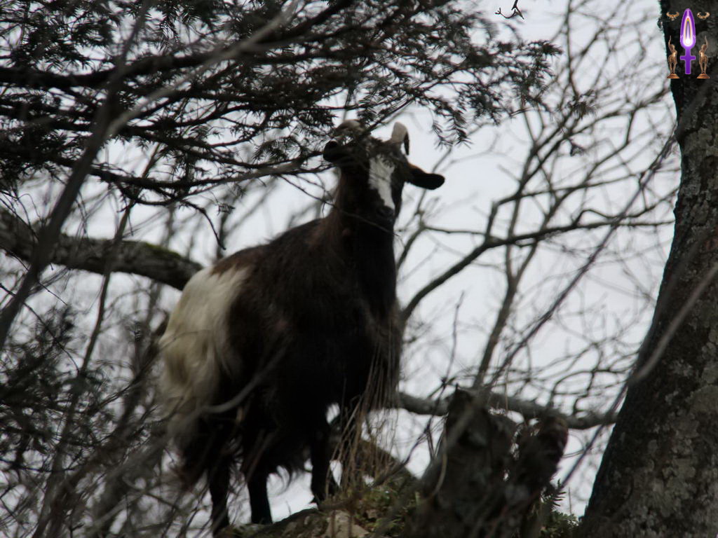 Croix de Lumière, Photo de la Série Q No 88 