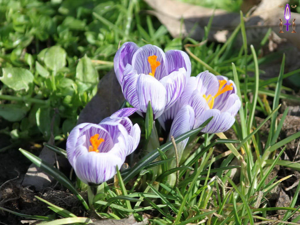 Croix de Lumière, Photo de la Série Q No 89 