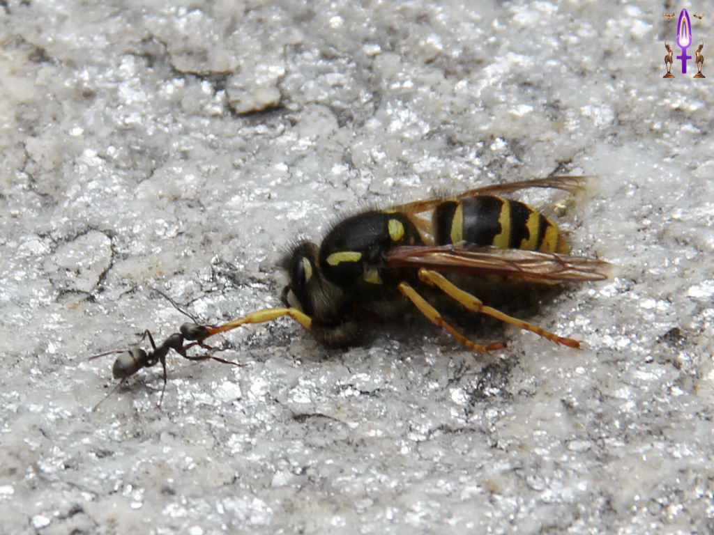 Croix de Lumière, Photo de la Série Q No 96 