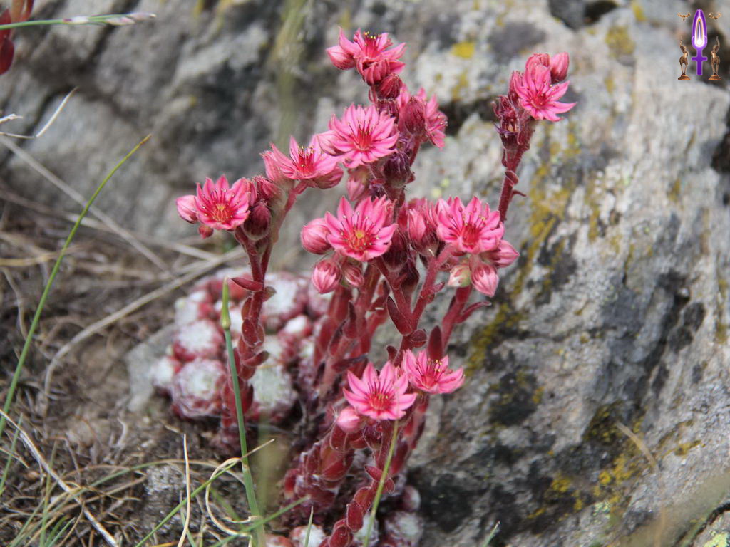 Croix de Lumière, Photo de la Série Q No 99 