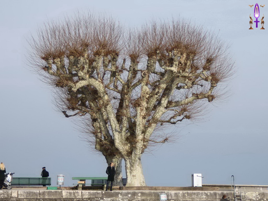 Croix de Lumière, Photo de la Série Q No 101 