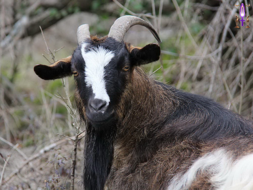 Croix de Lumière, Photo de la Série Q No 102 