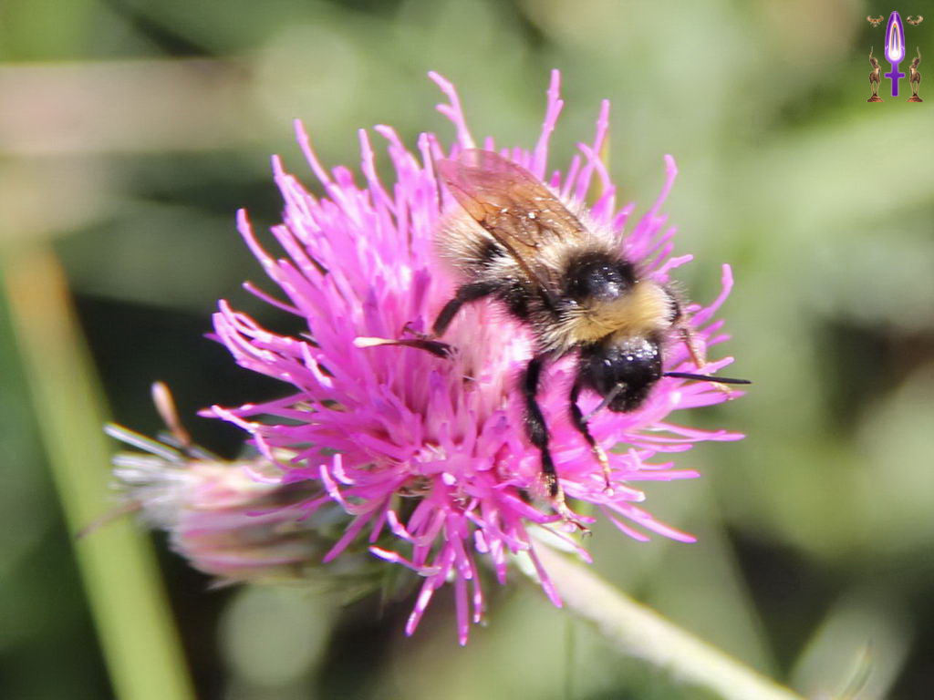 Croix de Lumière, Photo de la Série R No 1 