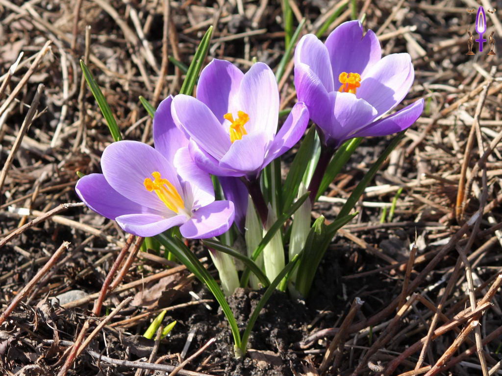 Croix de Lumière, Photo de la Série R No 34 