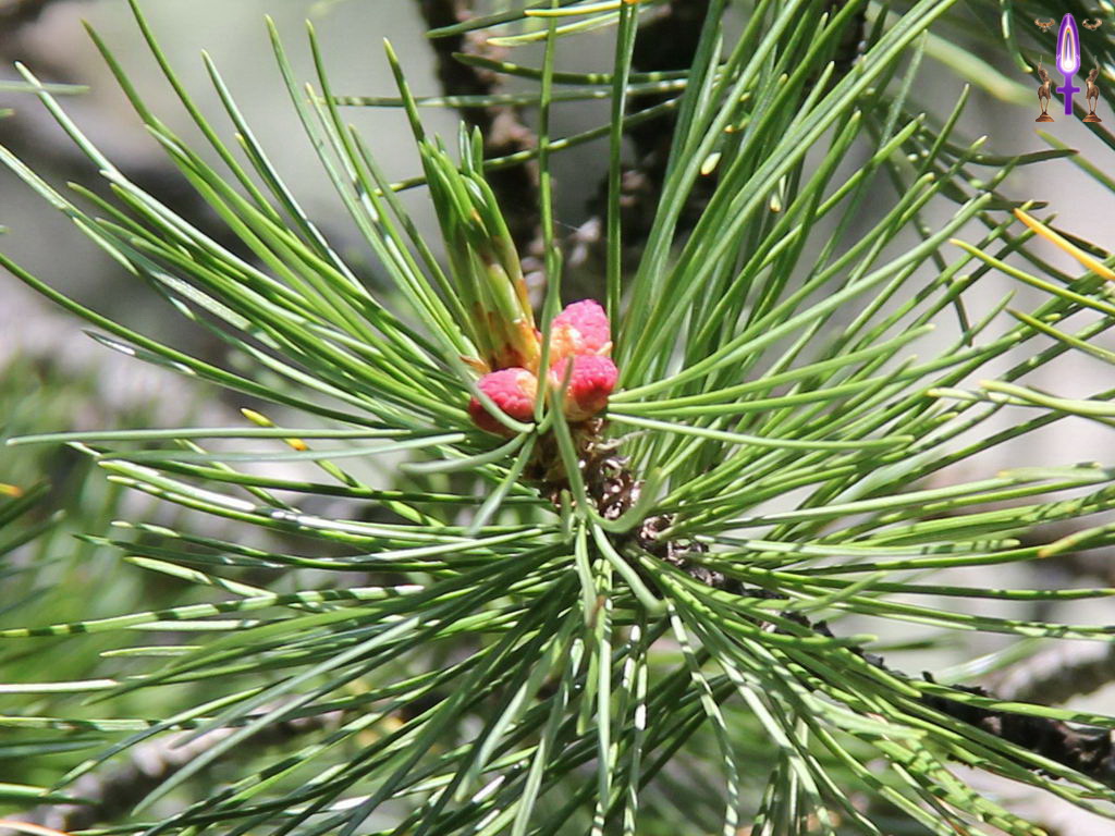 Croix de Lumière, Photo de la Série R No 35 