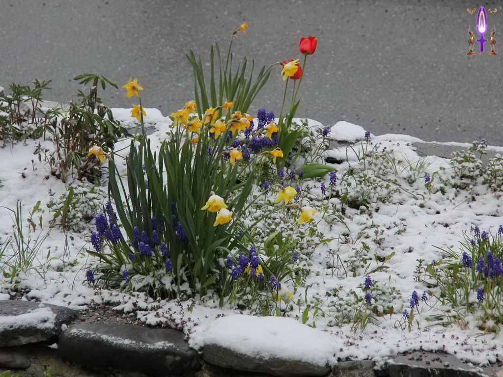 Croix de Lumière, Photo de la Série R No 42 