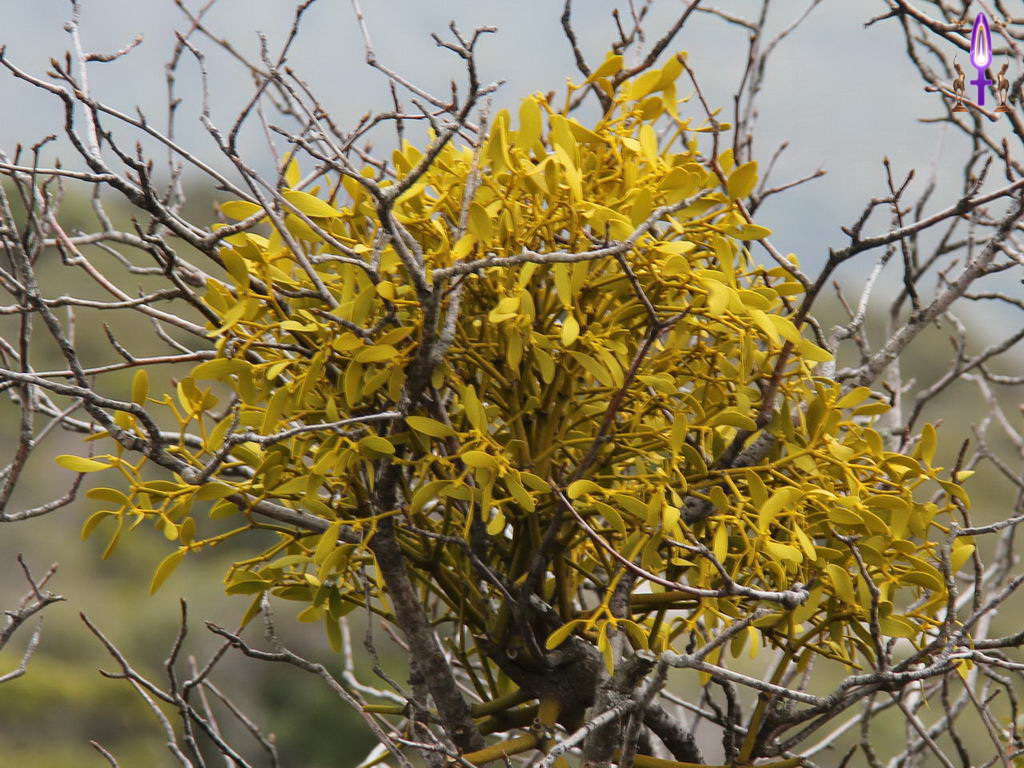 Croix de Lumière, Photo de la Série R No 52 