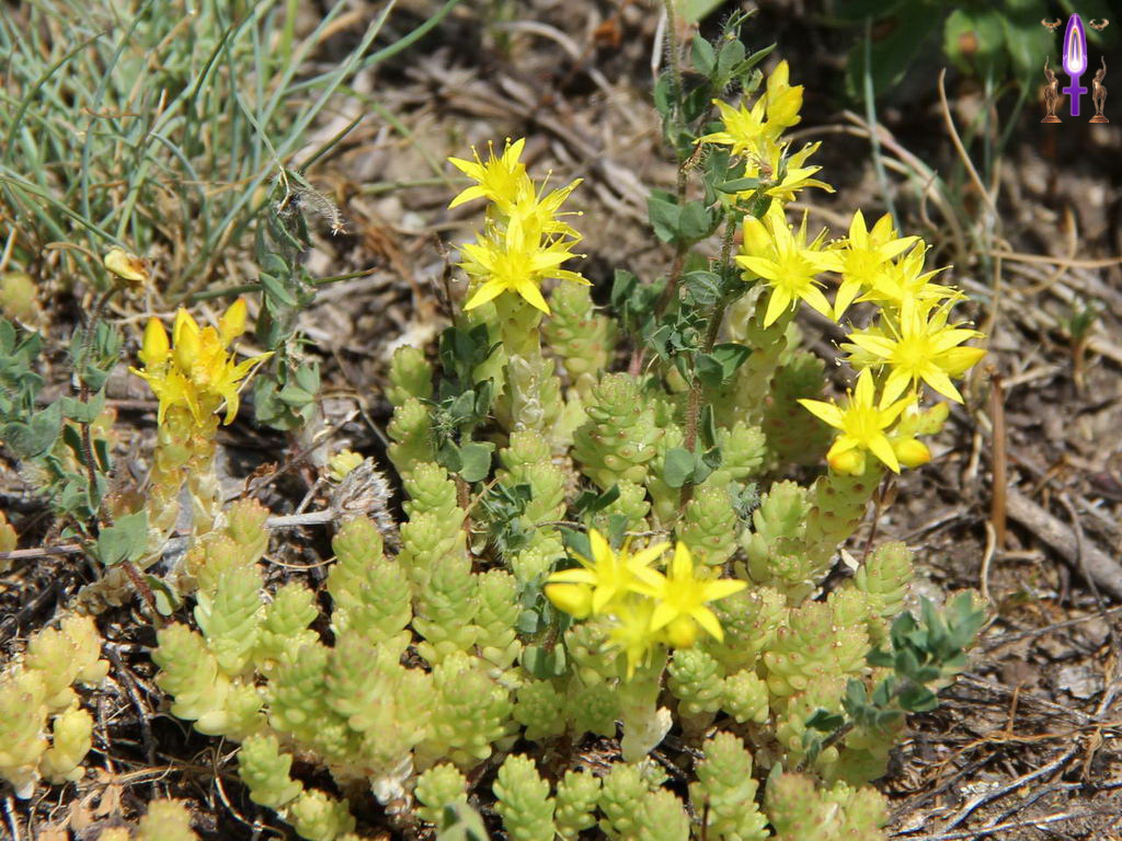 Croix de Lumière, Photo de la Série R No 57 