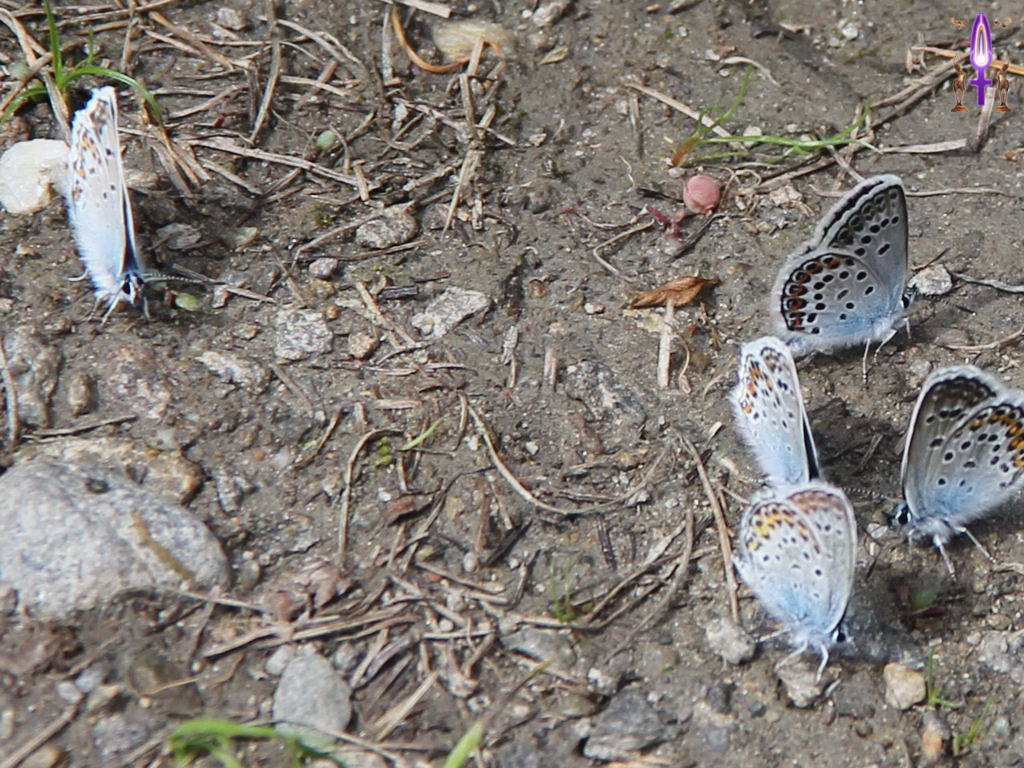 Croix de Lumière, Photo de la Série R No 68 