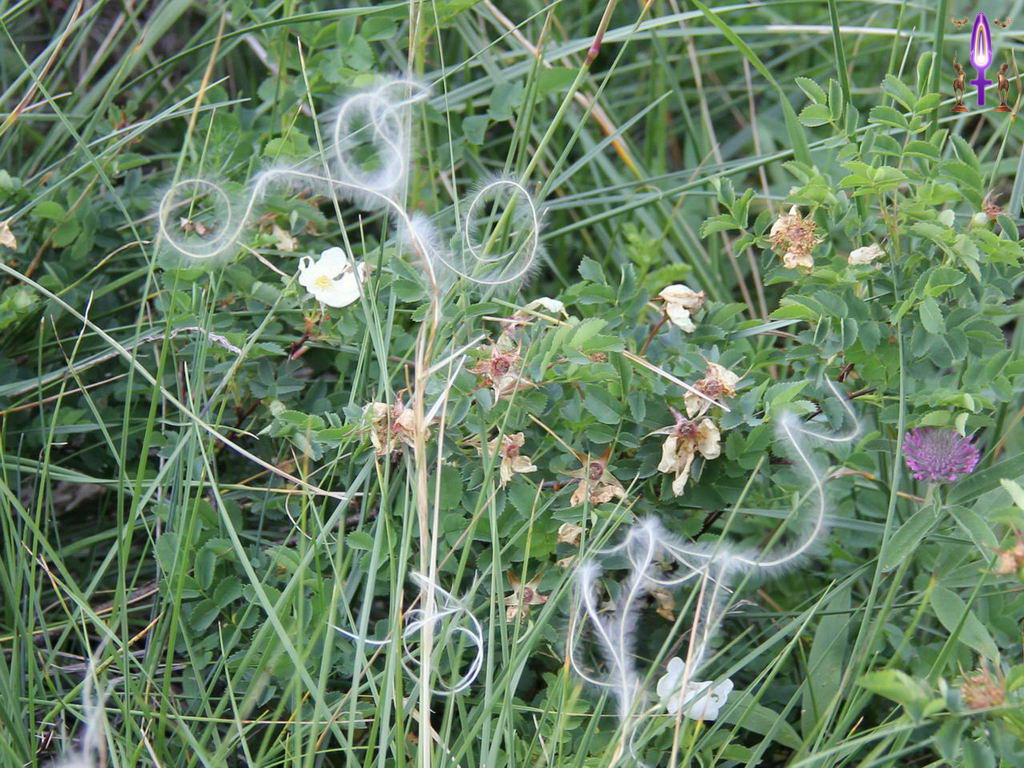 Croix de Lumière, Photo de la Série R No 71 