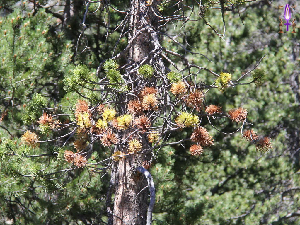 Croix de Lumière, Photo de la Série R No 010 