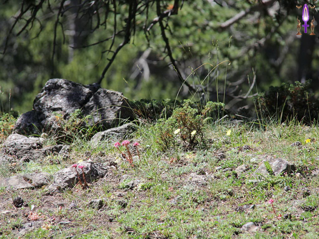 Croix de Lumière, Photo de la Série R No 86 