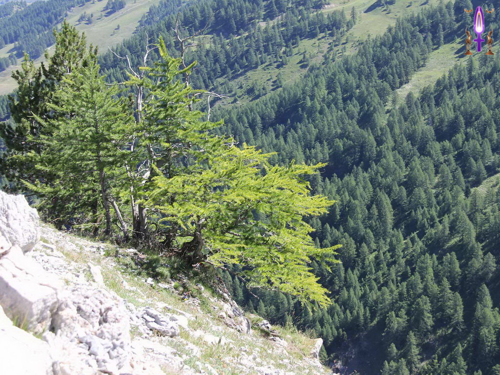 Croix de Lumière, Photo de la Série R No 88 