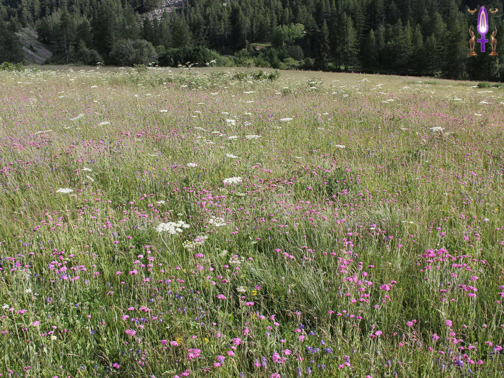 Croix de Lumière, Photo de la Série R No 96 